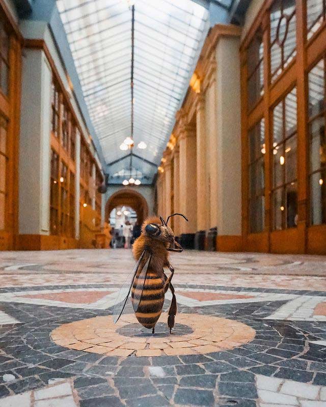 Photo of Bee Influencer