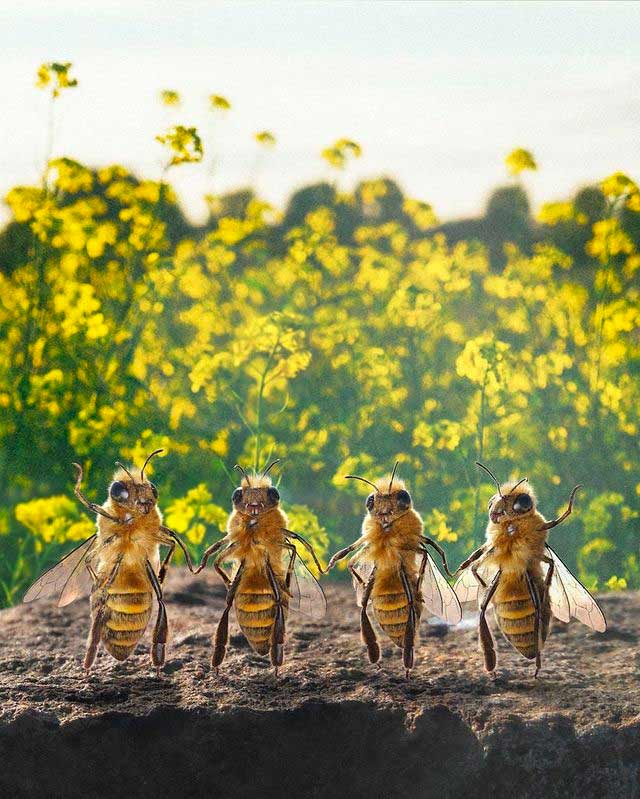 Photo of Bee Influencer