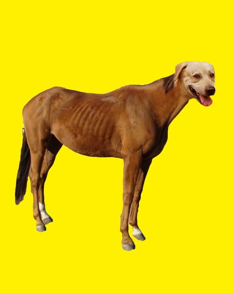 Portrait of Caballo Perrro